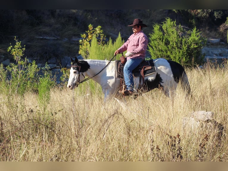 American Quarter Horse Castrone 8 Anni 152 cm Tobiano-tutti i colori in Stephenville Tx