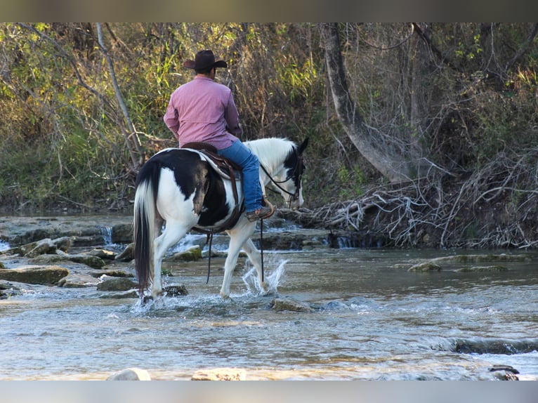 American Quarter Horse Castrone 8 Anni 152 cm Tobiano-tutti i colori in Stephenville Tx