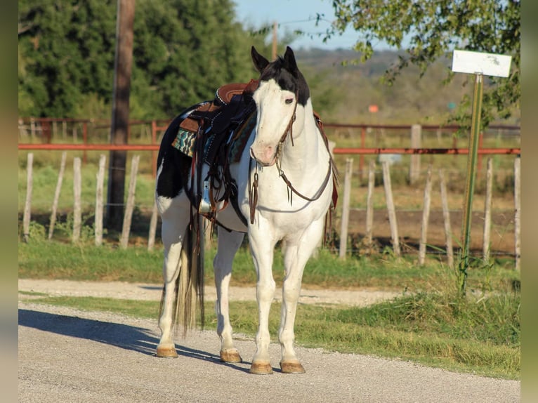 American Quarter Horse Castrone 8 Anni 152 cm Tobiano-tutti i colori in Stephenville Tx