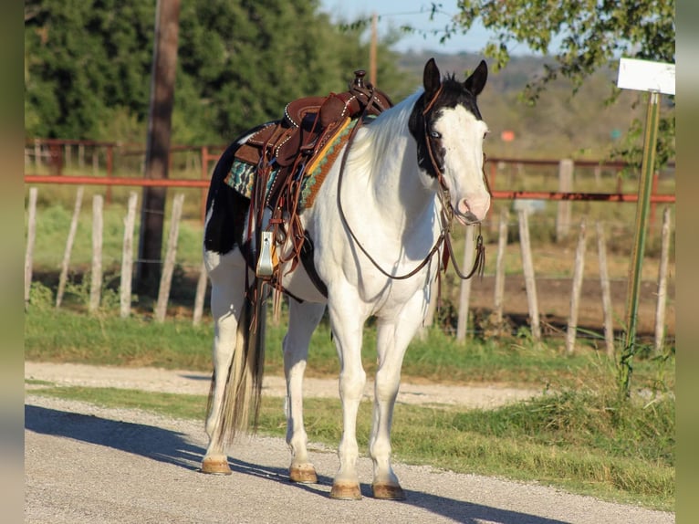 American Quarter Horse Castrone 8 Anni 152 cm Tobiano-tutti i colori in Stephenville Tx