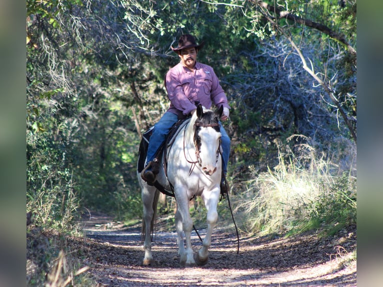 American Quarter Horse Castrone 8 Anni 152 cm Tobiano-tutti i colori in Stephenville Tx