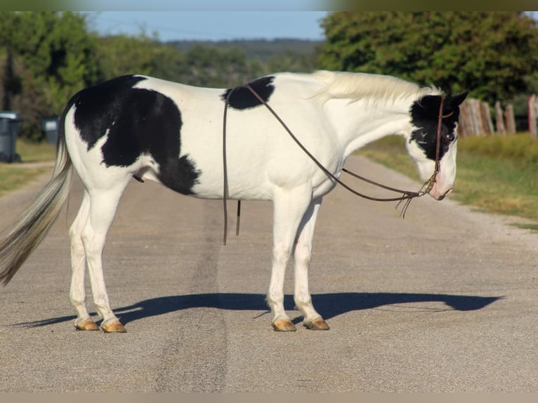 American Quarter Horse Castrone 8 Anni 152 cm Tobiano-tutti i colori in Stephenville Tx