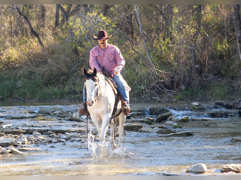 American Quarter Horse Castrone 8 Anni 152 cm Tobiano-tutti i colori in Stephenville Tx