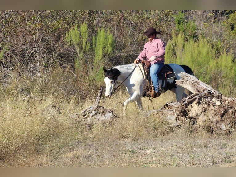 American Quarter Horse Castrone 8 Anni 152 cm Tobiano-tutti i colori in Stephenville Tx