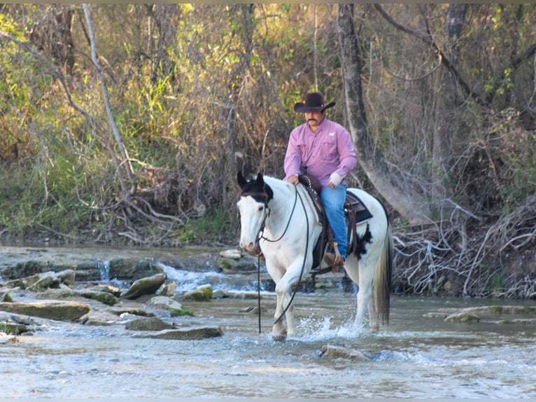 American Quarter Horse Castrone 8 Anni 152 cm Tobiano-tutti i colori in Stephenville Tx