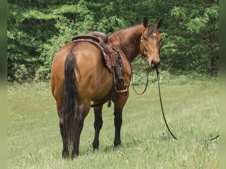 American Quarter Horse Mix Castrone 8 Anni 155 cm Baio ciliegia in Fredericksburg, OH