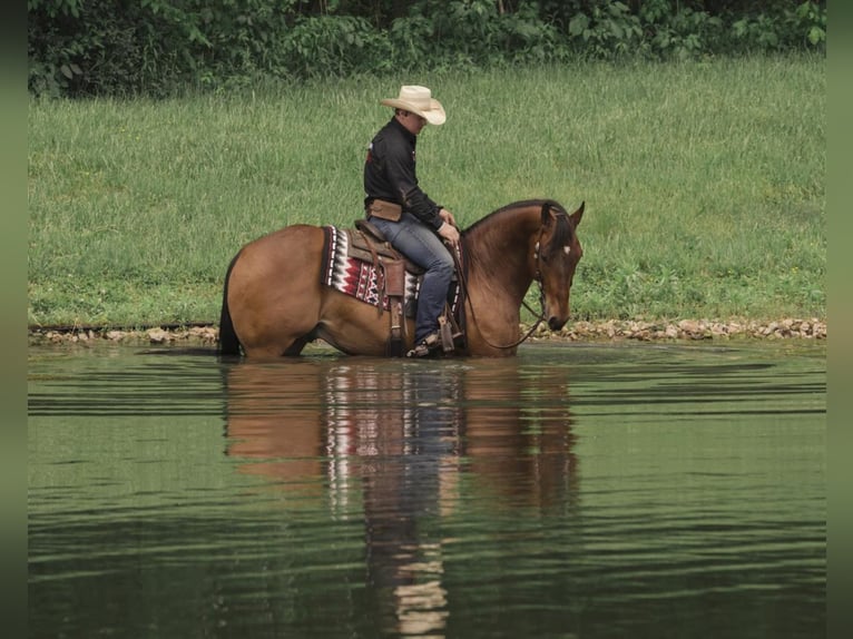 American Quarter Horse Mix Castrone 8 Anni 155 cm Baio ciliegia in Fredericksburg, OH