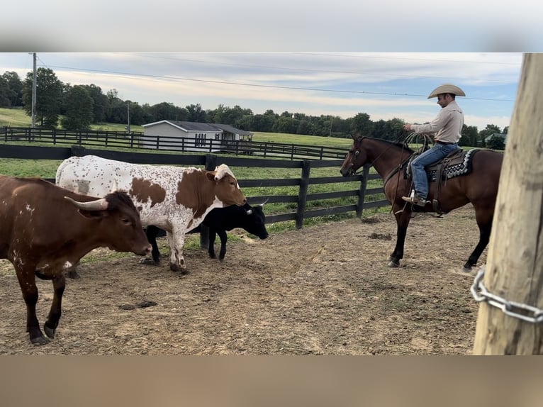 American Quarter Horse Castrone 8 Anni 155 cm Baio ciliegia in Henderson, KY