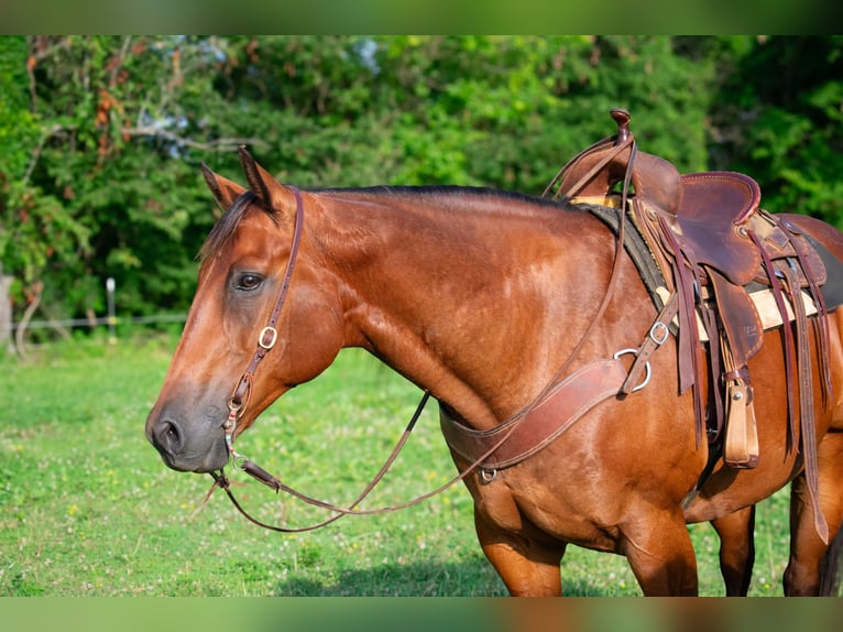 American Quarter Horse Castrone 8 Anni 155 cm Baio ciliegia in Henderson, KY