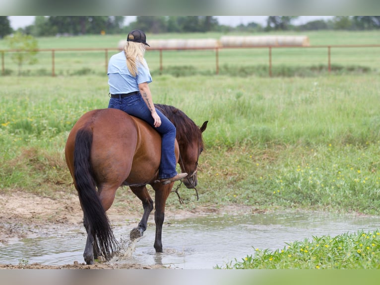 American Quarter Horse Castrone 8 Anni 155 cm Baio ciliegia in Pilot Point, TX