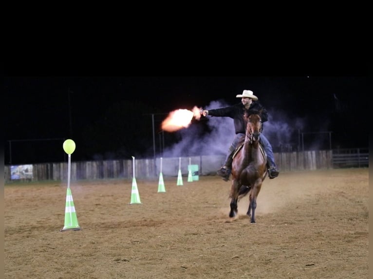 American Quarter Horse Castrone 8 Anni 155 cm Baio ciliegia in Pilot Point, TX