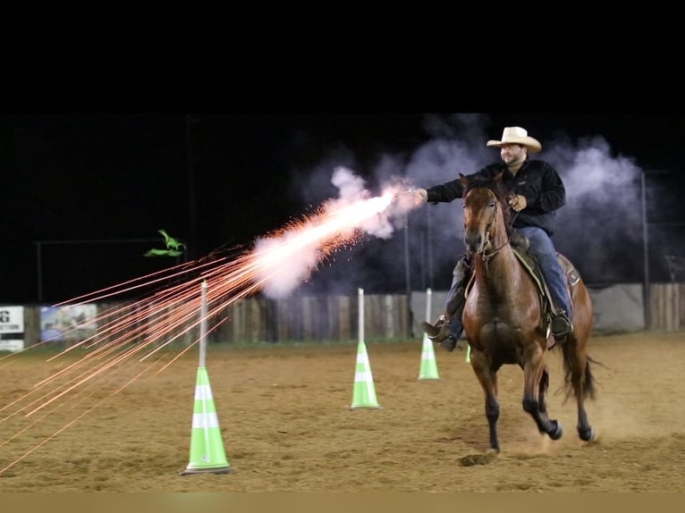 American Quarter Horse Castrone 8 Anni 155 cm Baio ciliegia in Pilot Point, TX