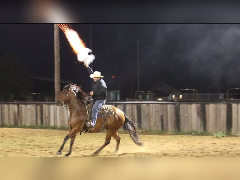 American Quarter Horse Castrone 8 Anni 155 cm Baio ciliegia in Pilot Point, TX