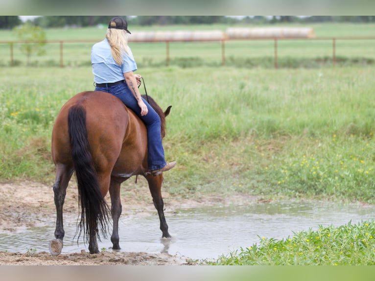 American Quarter Horse Castrone 8 Anni 155 cm Baio ciliegia in Pilot Point, TX