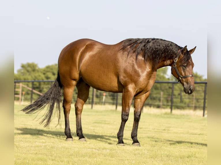 American Quarter Horse Castrone 8 Anni 155 cm Baio ciliegia in Pilot Point, TX