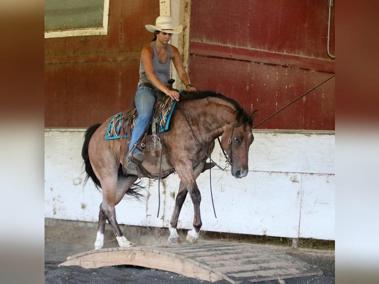 American Quarter Horse Castrone 8 Anni 155 cm Baio roano in Athens TX