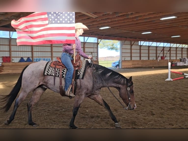 American Quarter Horse Castrone 8 Anni 155 cm Baio roano in Robards