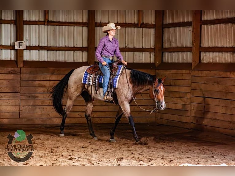 American Quarter Horse Castrone 8 Anni 155 cm Baio roano in Robards