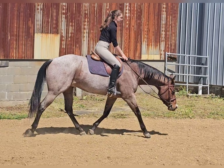 American Quarter Horse Castrone 8 Anni 155 cm Baio roano in Robards