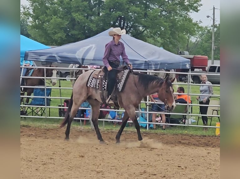 American Quarter Horse Castrone 8 Anni 155 cm Baio roano in Robards