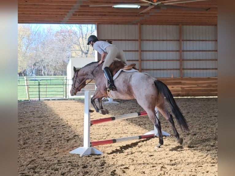 American Quarter Horse Castrone 8 Anni 155 cm Baio roano in Robards