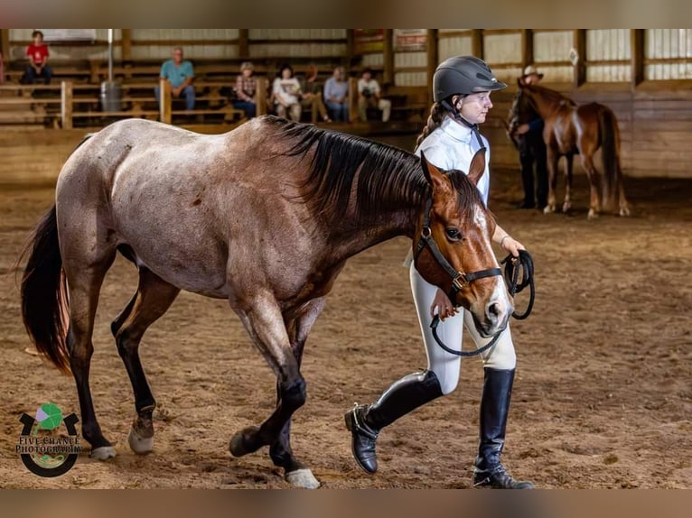 American Quarter Horse Castrone 8 Anni 155 cm Baio roano in Robards