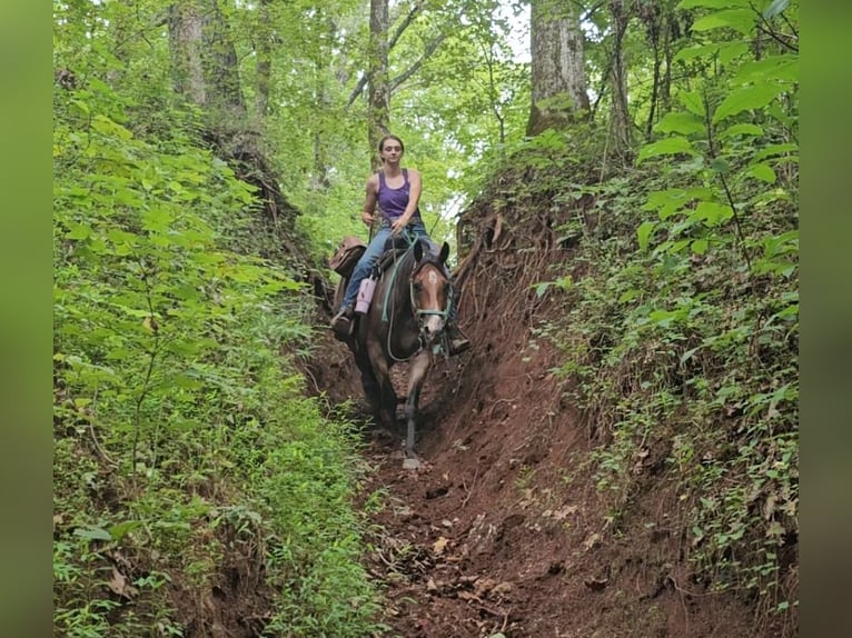 American Quarter Horse Castrone 8 Anni 155 cm Baio roano in Robards