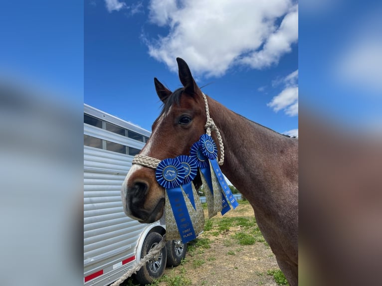 American Quarter Horse Castrone 8 Anni 155 cm Baio roano in Robards