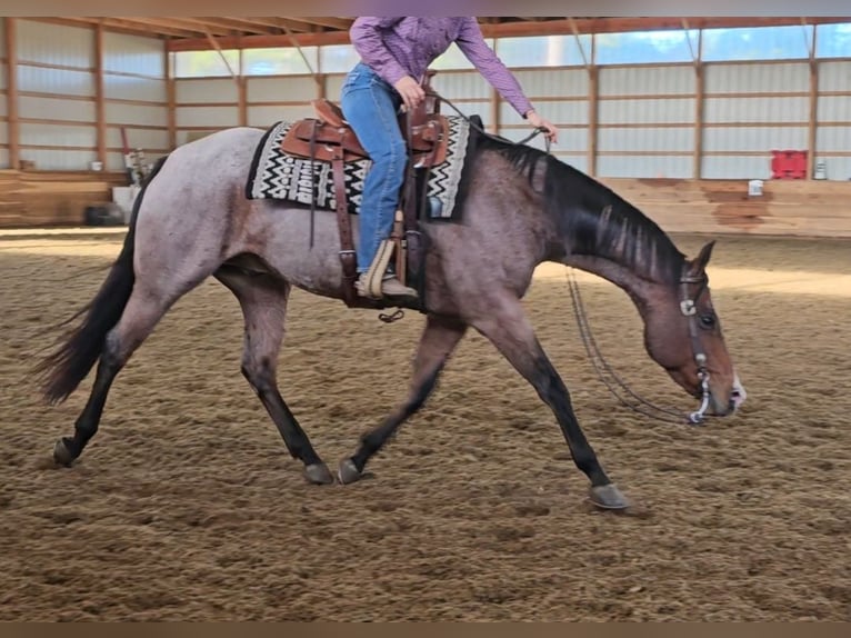 American Quarter Horse Castrone 8 Anni 155 cm Baio roano in Robards