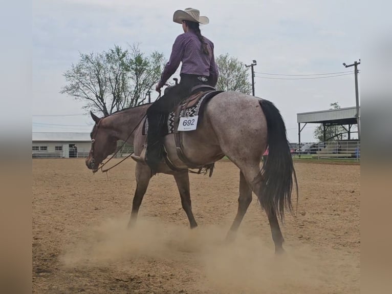 American Quarter Horse Castrone 8 Anni 155 cm Baio roano in Robards