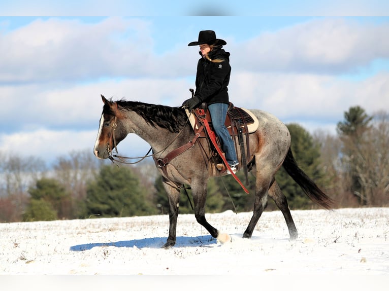 American Quarter Horse Castrone 8 Anni 155 cm Baio roano in Clarion