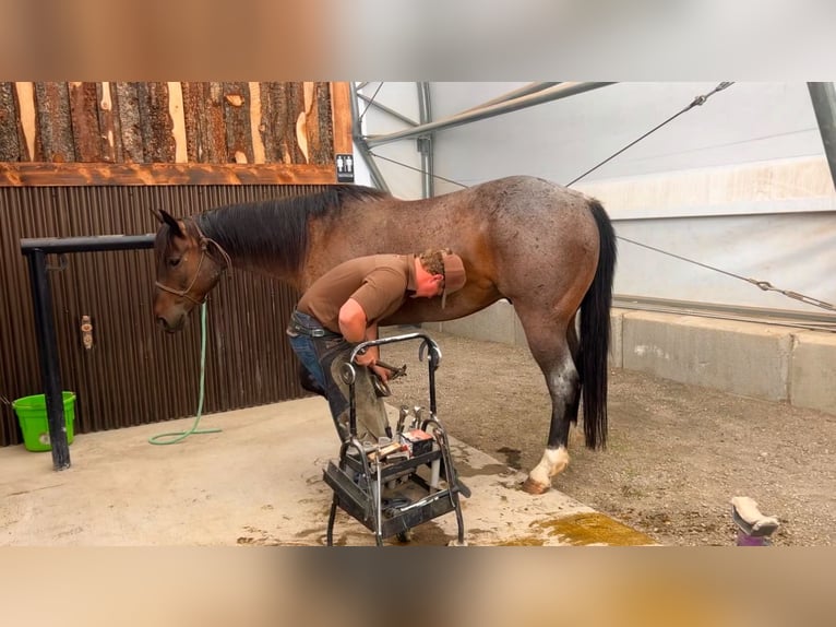 American Quarter Horse Castrone 8 Anni 155 cm Baio roano in Saint Anthony, ID