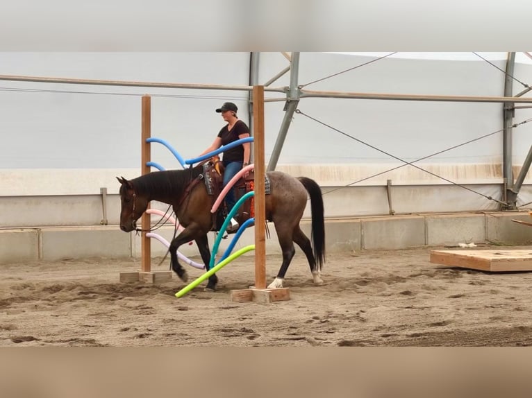 American Quarter Horse Castrone 8 Anni 155 cm Baio roano in Saint Anthony, ID
