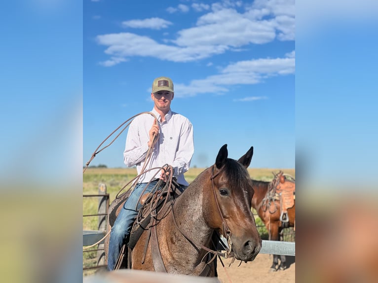 American Quarter Horse Castrone 8 Anni 155 cm Baio roano in Saint Anthony, ID