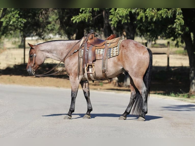 American Quarter Horse Castrone 8 Anni 155 cm Baio roano in Cleburne TX