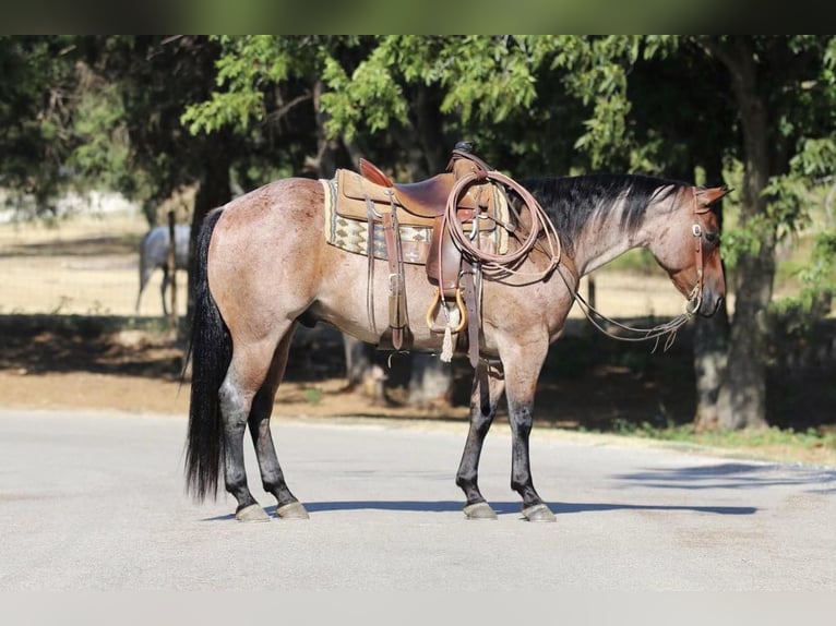 American Quarter Horse Castrone 8 Anni 155 cm Baio roano in Cleburne TX