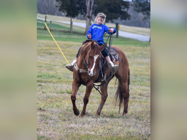 American Quarter Horse Castrone 8 Anni 155 cm Falbo in Ewing KY