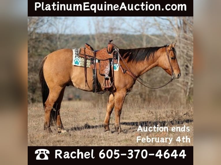 American Quarter Horse Castrone 8 Anni 155 cm Falbo in Rusk TX