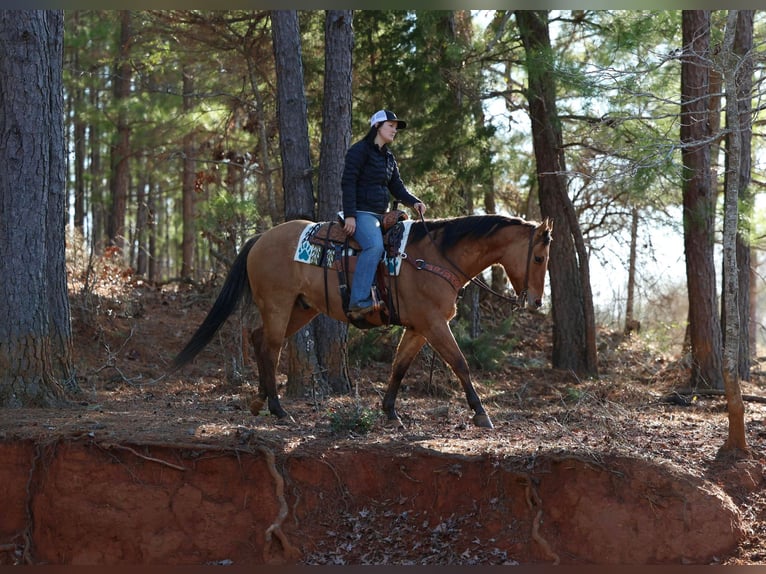 American Quarter Horse Castrone 8 Anni 155 cm Falbo in Rusk TX