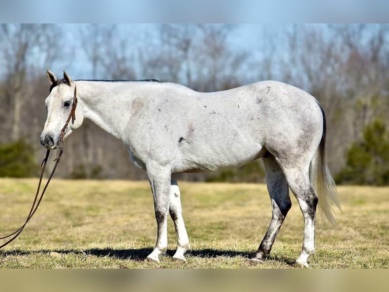 American Quarter Horse Castrone 8 Anni 155 cm Grigio in Somerset, KY