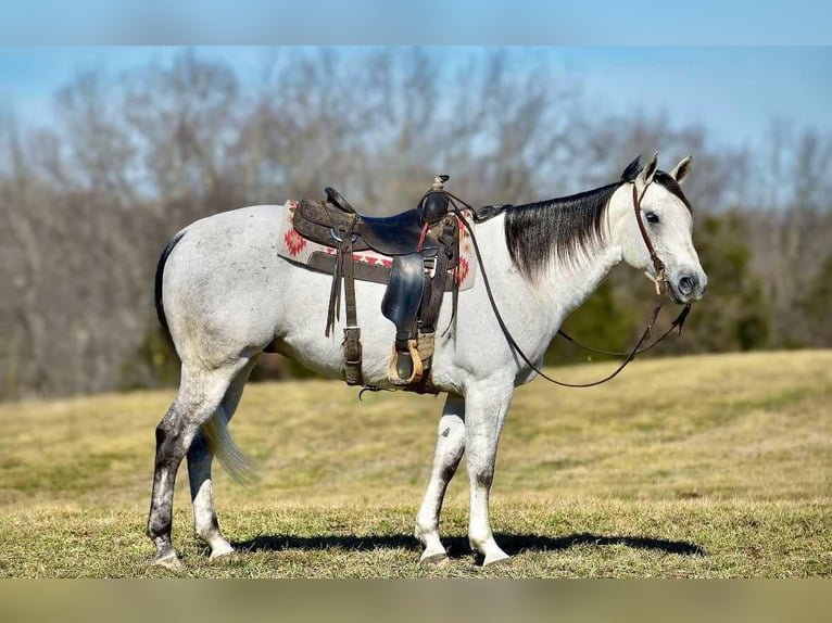 American Quarter Horse Castrone 8 Anni 155 cm Grigio in Somerset, KY