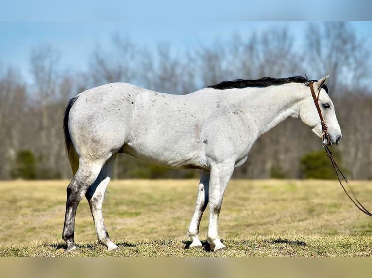 American Quarter Horse Castrone 8 Anni 155 cm Grigio in Somerset, KY