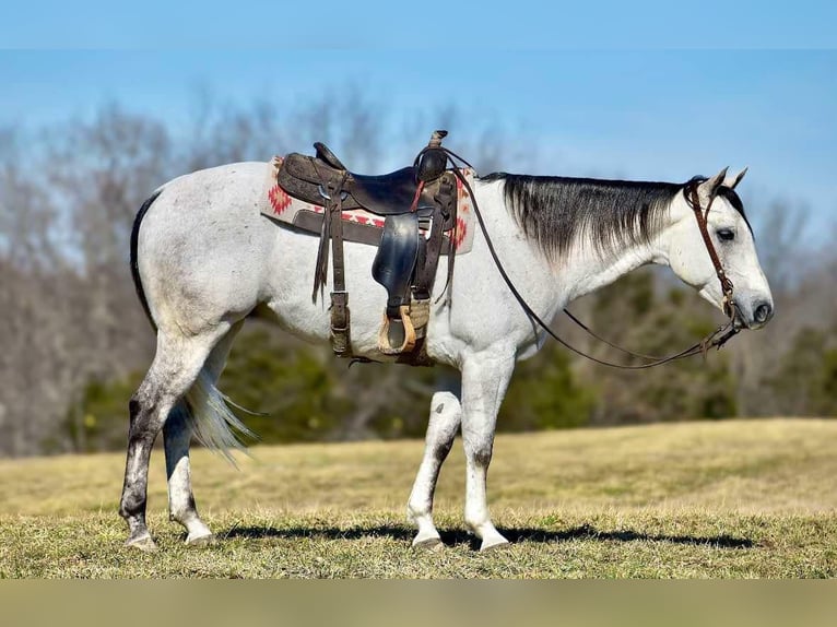 American Quarter Horse Castrone 8 Anni 155 cm Grigio in Somerset, KY