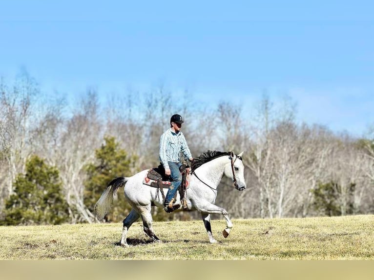 American Quarter Horse Castrone 8 Anni 155 cm Grigio in Somerset, KY