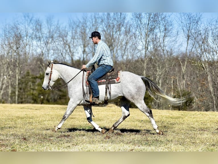 American Quarter Horse Castrone 8 Anni 155 cm Grigio in Somerset, KY