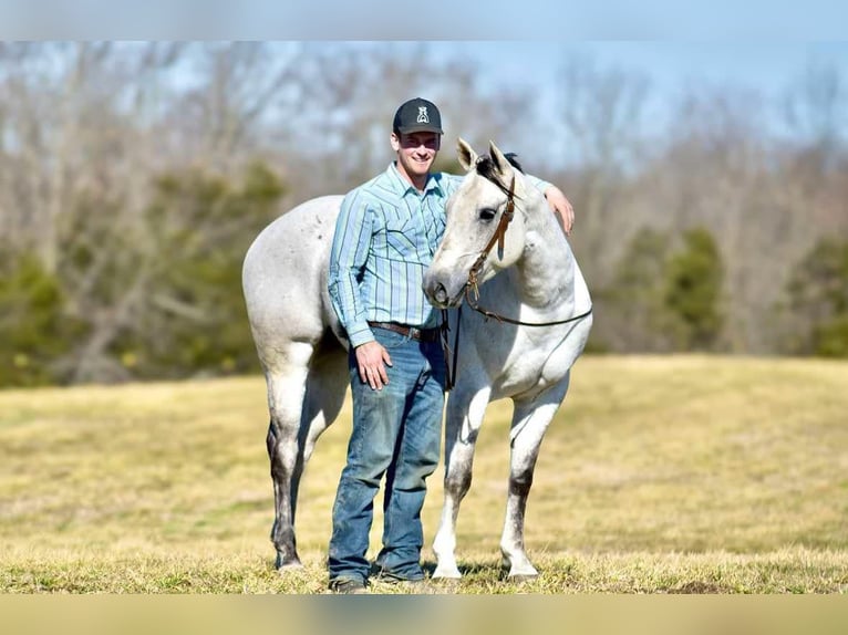 American Quarter Horse Castrone 8 Anni 155 cm Grigio in Somerset, KY