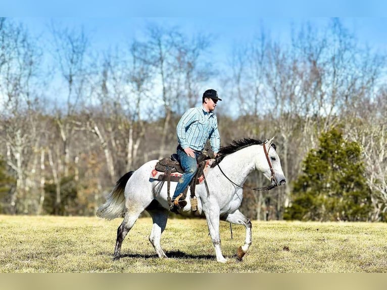 American Quarter Horse Castrone 8 Anni 155 cm Grigio in Somerset, KY