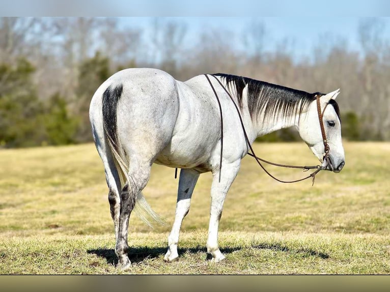 American Quarter Horse Castrone 8 Anni 155 cm Grigio in Somerset, KY