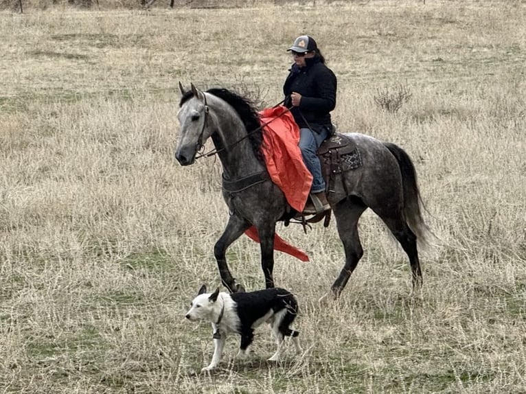 American Quarter Horse Castrone 8 Anni 155 cm Grigio pezzato in Paicines CA