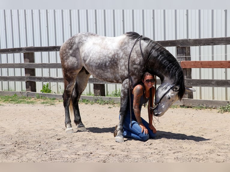 American Quarter Horse Castrone 8 Anni 155 cm Grigio pezzato in Pleasant Grove CA